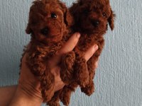 Red Brown Kore Kan Poodle