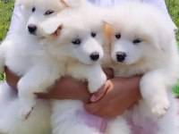 PAMUK GİBİ SAMOYED YAVRULARI