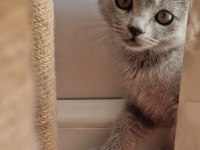 Minnoş saf ırk British shorthair