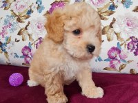 Sun Kennels Üretim Çiftliğinden Poodle Bebekler