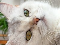 Safkan şecereli dişi british shorthair