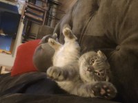Scottish Fold Sırrı Bey