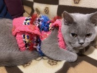 1 YAŞINDA BRITISH SHORTHAIR