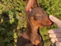 Estetikli şecereli king doberman
