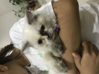 4 aylık dişi Himalayan exotic yavrumuz