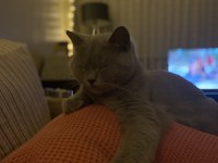 British Shorthair Gri 2 Yaşında Dişi