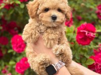 Efsane Maltipoo yavrular