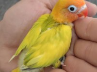 Cennet papağanı elle besleme