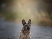 Takip şartıyla ücretsiz sahiplendirme french bulldog