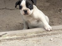 Dişi French Bulldog Yavrusu