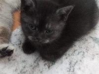 British shorthair 40 günlük