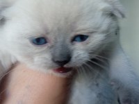 Yavrularımız yeni sahibini arıyor scottish fold