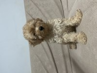 Erkek Güzeli Maltipoo Bebeğim