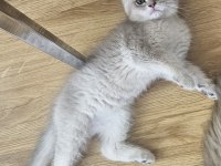 Dünya güzeli golden ay11 erkek british shorthair