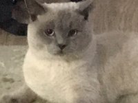 British Shorthair blue point oğlumuza eş arıyoruz