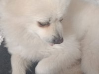 Acil pomeranian boo