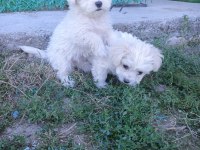 Orijinal Maltese Terrier Yavrularımız