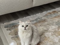 Ücretsiz British Longhair