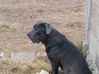 ORJİNAL CANE CORSO BEBEKLER