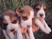 Beagle a kaliteli uygun