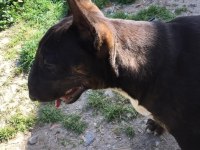 BULL TERRIER DİŞİ STANDART
