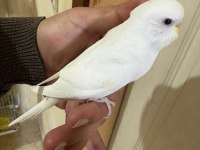 29 Günlük Albino Dişi Bebek Muhabbet Kuşu
