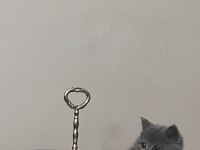 Minik Prenses British Shorthair
