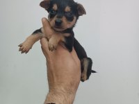 Minyatür pinscher erkek