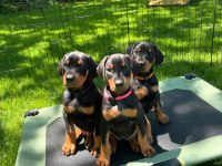 Doberman bebekler sağlık ve ırk garantili teslim