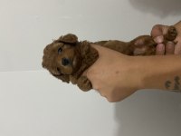 Has birinci kalite toy poodle