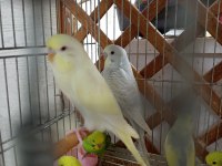 Yavru Çek Muhabbet Kuşu
