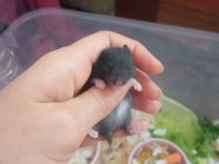 Suriye hamster