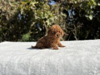 Kore Kan Aşılı Bebek Köpekler