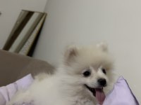 Ankara Pomeranian Boo