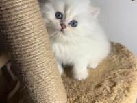 British longhair silver point erkek