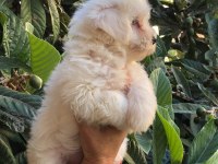 Maltese terrier yavrulari