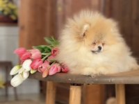 Muhteşem kalite pomeranian dişimiz