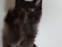 Vaşak kılığına girmiş maine coon leo