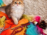 Golden scottish fold pofidik bebekler