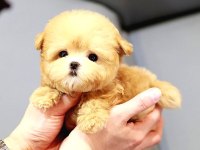 AKIL ALMAZ GUZELLIKTELI TOY POODLE KUZUCUKLARIMIZ