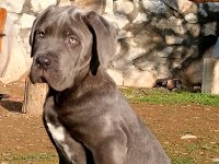 Cane corso blue yavrumuz erkek