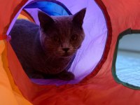 10 Aylık erkek british shorthair