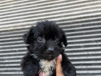 Terrier bebeklerimiz teslime hazırlanıyor