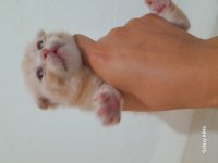 Yavru scottish fold