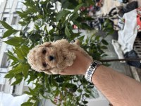 A kalite standart poodle