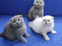 Scottish Fold yavrularımız yeni yuvalarını arıyor