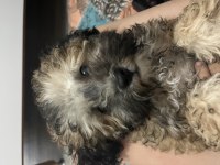 3 aylık maltipoo bebeği