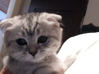 Scottish Fold Kedisi