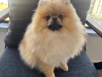 2 yaşında pomeranian teddy face oğlumuzu veriyoruz
