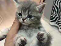 Anne Baba British Shorthair